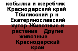 2 кобылки и жеребчик - Краснодарский край, Тбилисский р-н, Екатеринославский хутор Животные и растения » Другие животные   . Краснодарский край